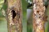 Ostrinia nubilalis